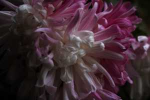 CHRYSANTHEMUM-24 (14)